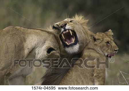 Three African lions sitting together (Panthera leo) View Large Photo Image Stock Photography - Three African lions sitting together (Panthera leo). Fotosearch