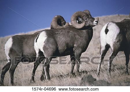 Three Rocky Mountain Bighorn Sheep standing together View Large Photo Image Stock Photograph - Three Rocky Mountain Bighorn Sheep standing together. Fotosearch