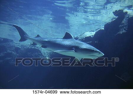Tiger Shark underwater (Galeocerdo cuvieri) View Large Photo Image Stock Photo - Tiger Shark underwater (Galeocerdo cuvieri). Fotosearch