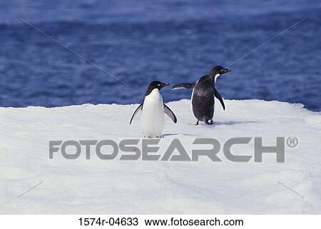 Two Adelie Penguins on ice, Antarctica (Pygoscelis adeliae) View Large Photo Image Stock Image - Two Adelie Penguins on ice, Antarctica (Pygoscelis adeliae). Fotosearch