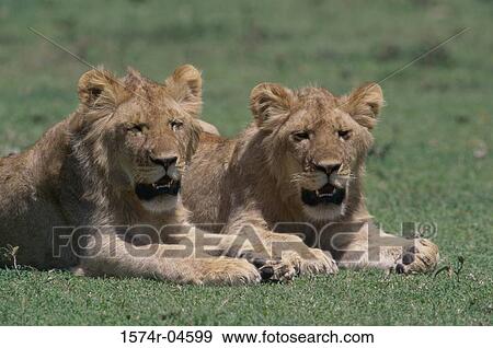 Two African lions lying on grass (Panthera leo) View Large Photo Image Stock Photo - Two African lions lying on grass (Panthera leo). Fotosearch