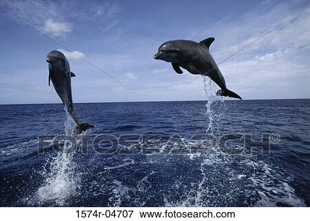 Stock Photo - Two Bottle-nosed Dolphins jumping (Tursiops truncatus). Fotosearch