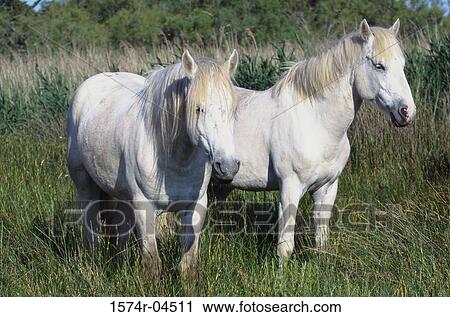 Stock Image - Two Camargue horses (Equus caballus). Fotosearch