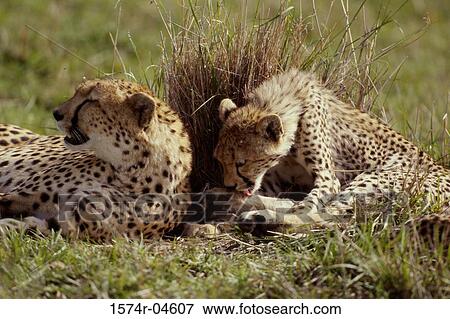 Stock Photo - Two cheetahs lying on a field (Acinonyx jubatus). Fotosearch