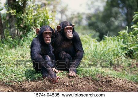 Two chimpanzees sitting together (Pan troglodytes) View Large Photo Image Stock Photography - Two chimpanzees sitting together (Pan troglodytes). Fotosearch