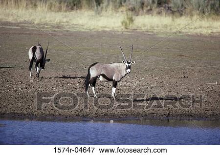 Two gemsboks on the banks of a river (Oryx gazella) View Large Photo Image Stock Photo - Two gemsboks on the banks of a river (Oryx gazella). Fotosearch
