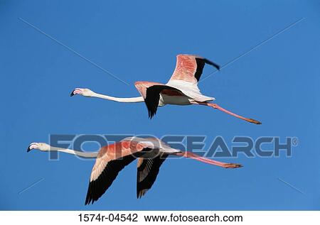 Stock Image - Two Greater Flamingos in flight (Phoenicopterus ruber). Fotosearch