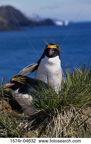 Two Macaroni Penguins (Eudyptes chrysolophus) View Large Photo Image Stock Image - Two Macaroni Penguins (Eudyptes chrysolophus). Fotosearch