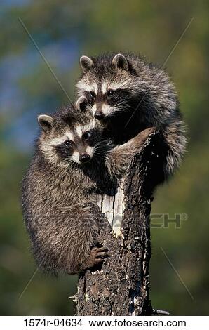 Picture - Two raccoons sitting on a tree stump (Procyon lotor). Fotosearch