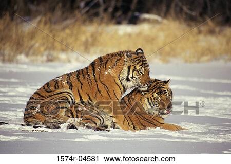 Two Siberian Tigers in the snow (Panthera tigris altaica) View Large Photo Image Stock Image - Two Siberian Tigers in the snow (Panthera tigris altaica). Fotosearch