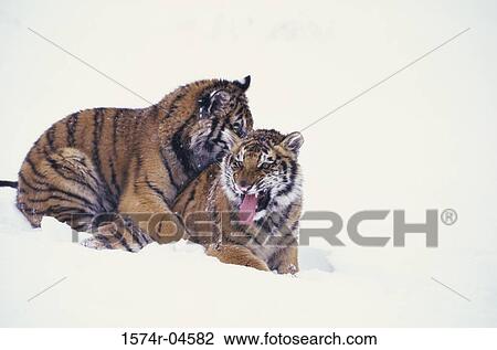 Two Siberian Tigers in the snow (Panthera tigris altaica) View Large Photo Image Stock Image - Two Siberian Tigers in the snow (Panthera tigris altaica). Fotosearch