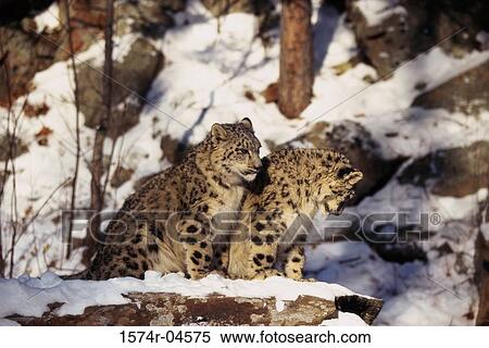 Two Snow Leopards in the snow (Panthera uncia) View Large Photo Image Stock Photography - Two Snow Leopards in the snow (Panthera uncia). Fotosearch