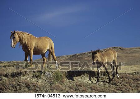Two Spanish mustangs on a hill (Equus caballus) View Large Photo Image Stock Image - Two Spanish mustangs on a hill (Equus caballus). Fotosearch