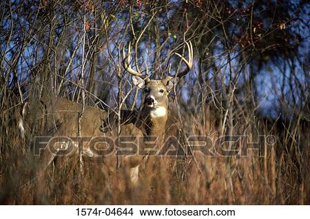 White-tailed Deer standing in the forest (Odocoileus virginianus) View Large Photo Image Picture - White-tailed Deer standing in the forest (Odocoileus virginianus). Fotosearch