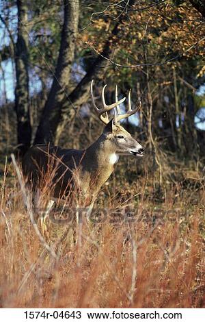 White-tailed Deer standing in the forest (Odocoileus virginianus) View Large Photo Image Stock Image - White-tailed Deer standing in the forest (Odocoileus virginianus). Fotosearch
