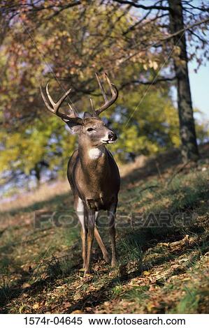 White-tailed Deer standing in the forest (Odocoileus virginianus) View Large Photo Image Stock Photography - White-tailed Deer standing in the forest (Odocoileus virginianus). Fotosearch