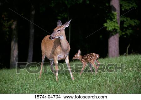 Picture - White-tailed Deer with its young (Odocoileus virginianus). Fotosearch
