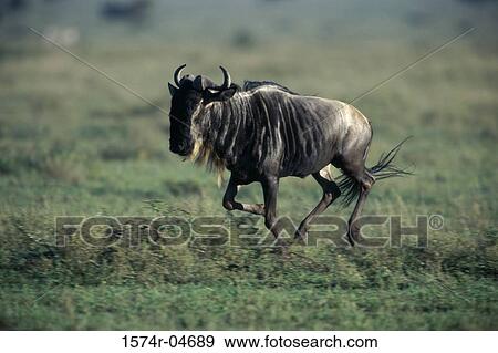 Stock Photo - Wildebeest running on a field. Fotosearch