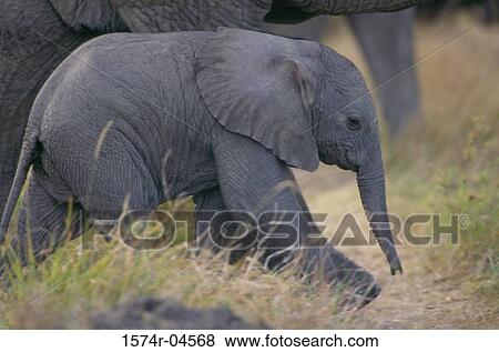 Young African Elephant walking (Loxodonta africana) View Large Photo Image Stock Photo - Young African Elephant walking (Loxodonta africana). Fotosearch