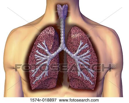 人間 肺 イラスト 1574r 0187 Fotosearch