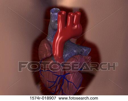 Stock Illustration - Aortic Arch. Fotosearch