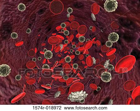 Drawing - Blood Cells. Fotosearch