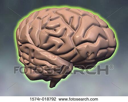 Drawing - Brain. Fotosearch