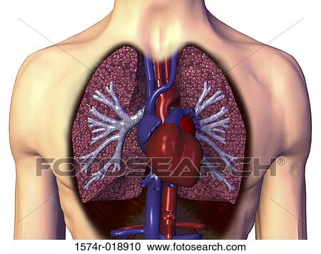 Cardiopulmonary System View Large Illustration Clipart - Cardiopulmonary System. Fotosearch