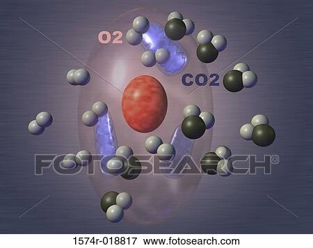 Stock Illustration - Cellular Respiration. Fotosearch