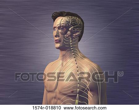 Central Nervous System View Large Illustration Clipart - Central Nervous System. Fotosearch