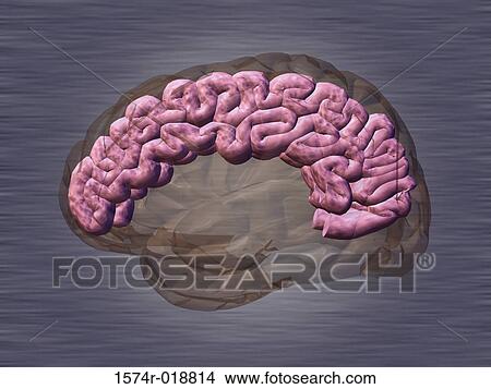 Stock Illustration - Cerebrum. Fotosearch