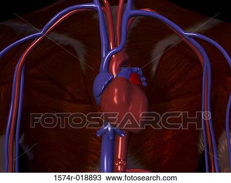 Drawing - Circulatory System. Fotosearch