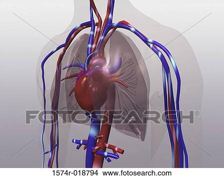 Stock Illustration - Circulatory System. Fotosearch