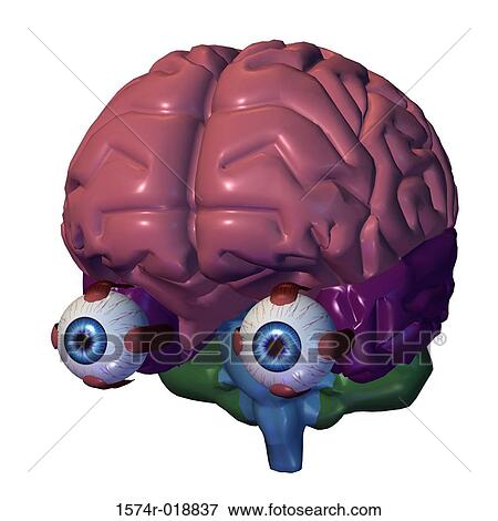 Stock Illustration - Close-up of a human brain with eye balls. Fotosearch