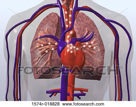 Stock Illustration - Close-up of a human cardiovascular system. Fotosearch