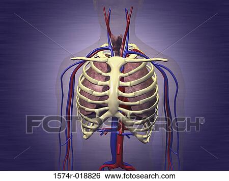 Stock Illustration - Close-up of a human respiratory system. Fotosearch