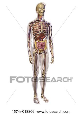 Stock Illustration - Close-up of a human skeleton. Fotosearch