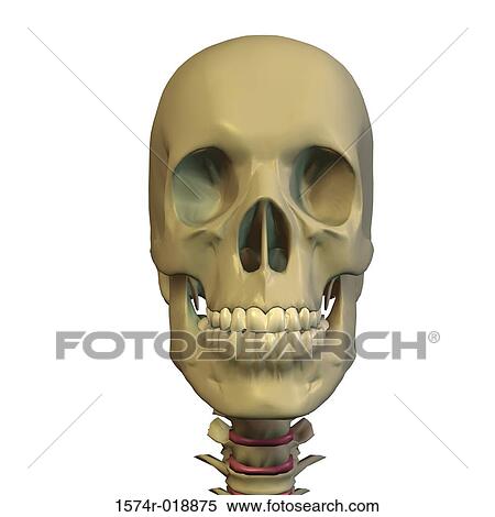 Close-up of a human skull View Large Illustration Stock Illustration - Close-up of a human skull. Fotosearch