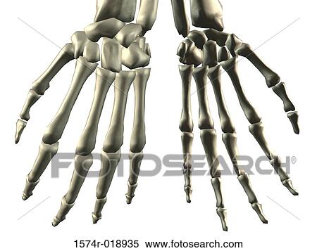 Stock Illustration - Close-up of a skeleton of human fingers. Fotosearch