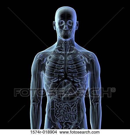 Stock Illustration - Close-up of an x-ray image of a human skeletal system. Fotosearch