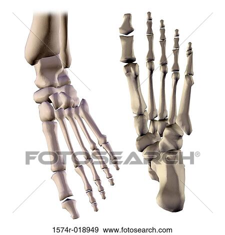 Stock Illustration - Close-up of the bone structure of a human foot. Fotosearch