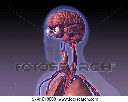 Stock Illustration - Close-up of the central nervous system of the human body. Fotosearch