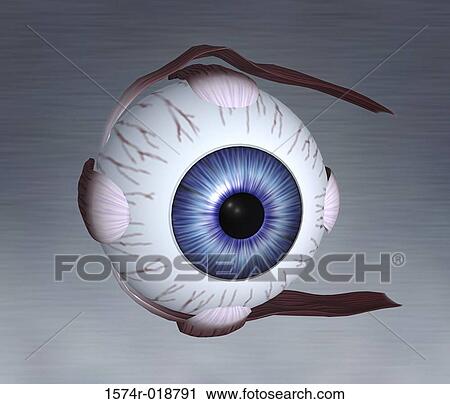 Clip Art - Close-up of the human eyeball. Fotosearch