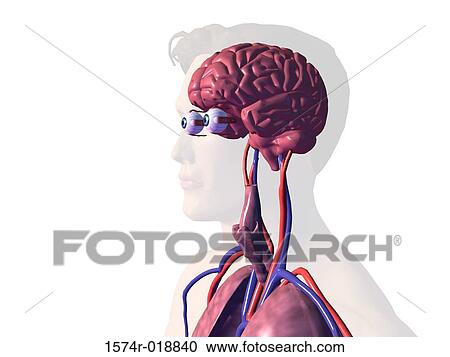 Close-up of the inner organs of the human body View Large Illustration Clipart - Close-up of the inner organs of the human body. Fotosearch