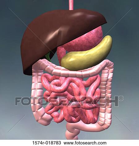 Digestive System View Large Illustration Drawing - Digestive System. Fotosearch