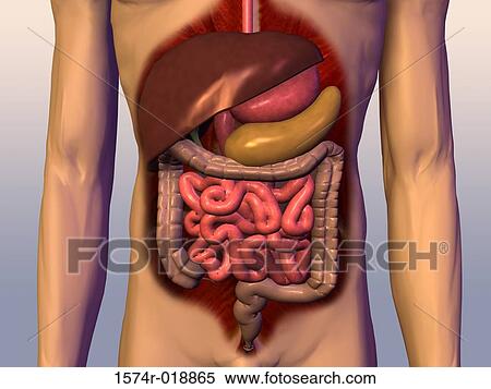 Stock Illustration - Digestive System. Fotosearch