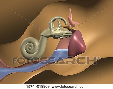 Ear Infection Stock Illustration | 1574r-018909 | Fotosearch