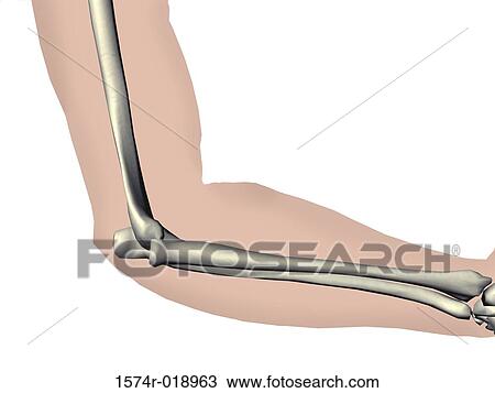 Drawing - Elbow. Fotosearch