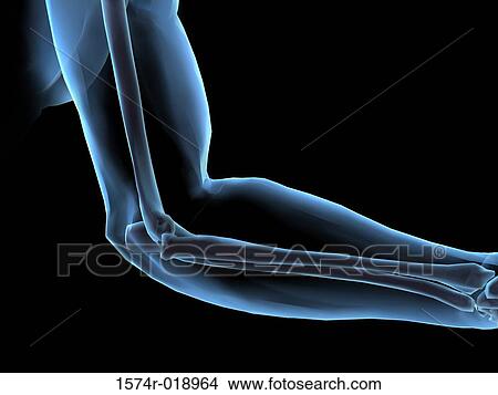 Stock Illustration - Elbow. Fotosearch