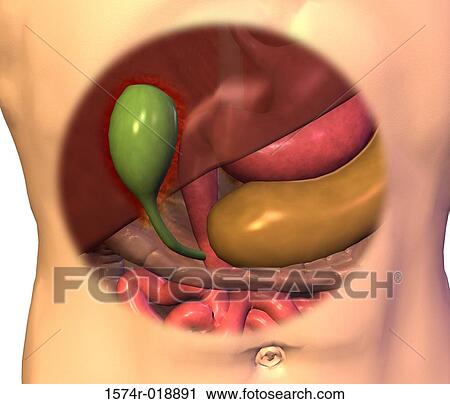 Gallbladder View Large Illustration Clip Art - Gallbladder. Fotosearch
